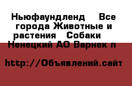 Ньюфаундленд  - Все города Животные и растения » Собаки   . Ненецкий АО,Варнек п.